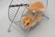 hamster is an ideal source of energy